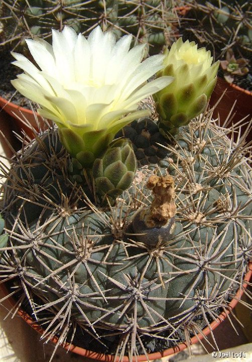 Gymnocalycium reductum schatzlianum PR exPiltz93, Buenos Aires, Sierra de la Ventana, Arg. JLcoll.1986